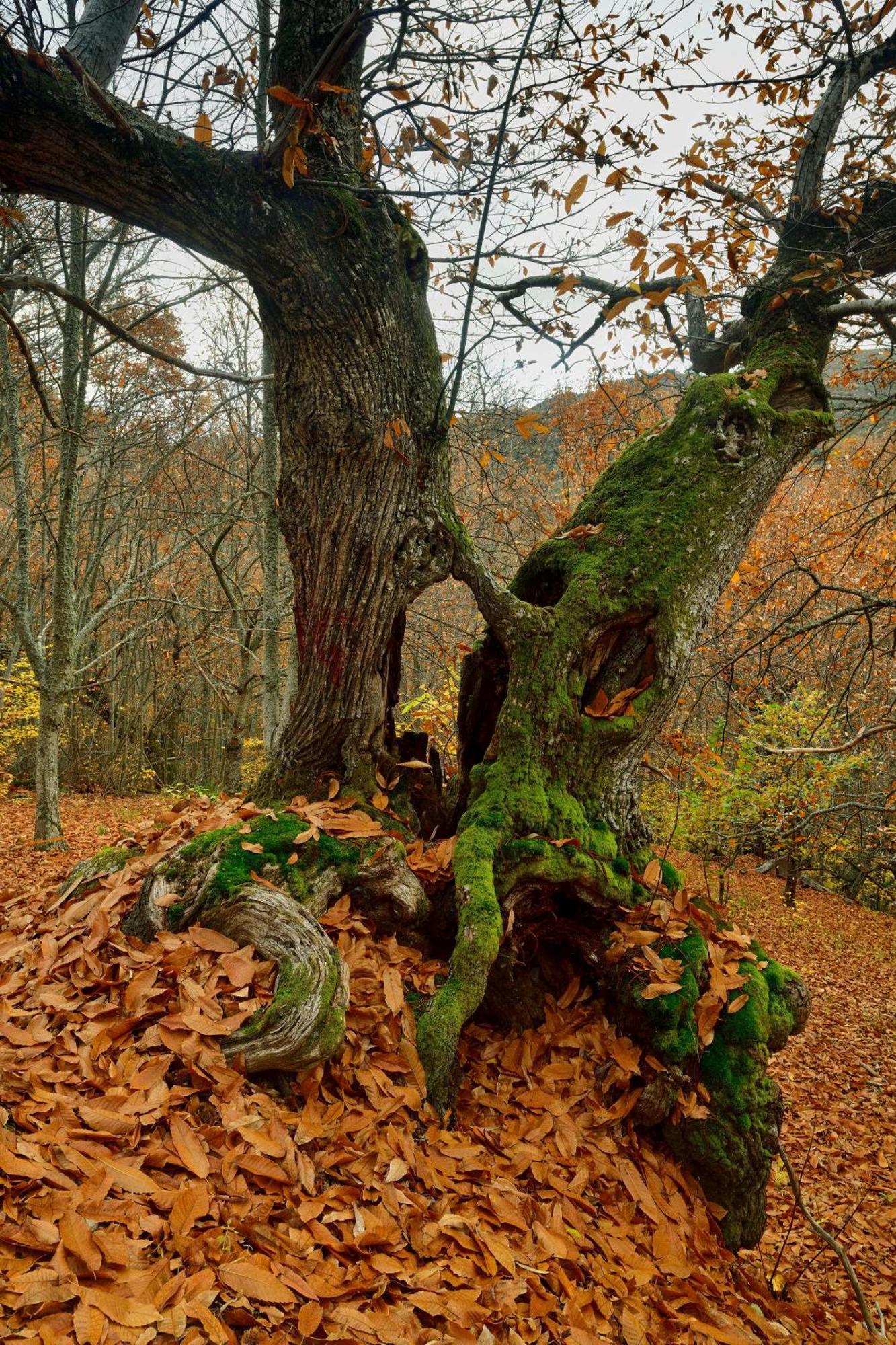 Lares - Cabanas Rurales Las Médulas エクステリア 写真